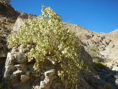 Lycium bridgesii