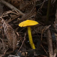 Cortinarius canarius