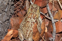 Sclerophrys garmani