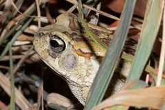 Sclerophrys garmani