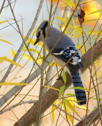 Blue Jay photographed in Missouri