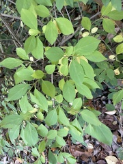 Styrax japonicus