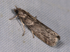 Ectomyelois ceratoniae