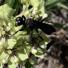 Sphecinae