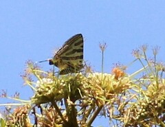 Cigaritis mozambica