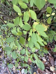 Styrax japonicus