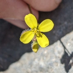 Diplotaxis harra
