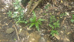 Chlorophytum chloranthum