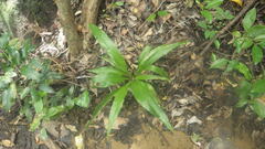 Chlorophytum chloranthum