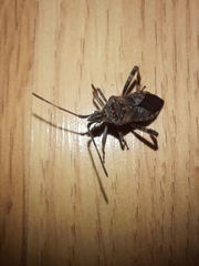 Leptoglossus occidentalis