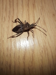 Leptoglossus occidentalis