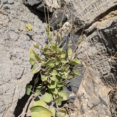 Gymnocarpos decander