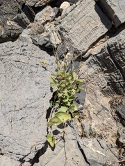 Gymnocarpos decander