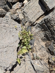 Gymnocarpos decander