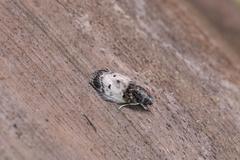 Antaeotricha umbratella