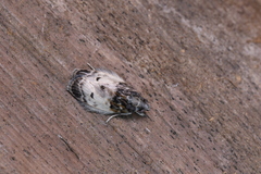 Antaeotricha umbratella