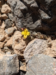 Portulaca quadrifida