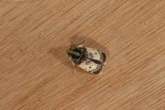 Antaeotricha umbratella