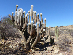 Oreocereus celsianus