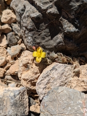Portulaca quadrifida