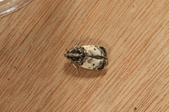 Antaeotricha umbratella