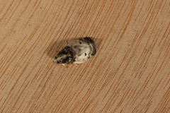 Antaeotricha umbratella