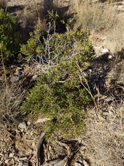 Juniperus seravschanica
