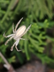 Larinia