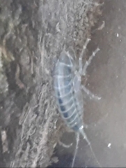 Gammarus roeselii