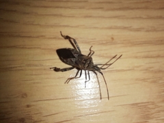 Leptoglossus occidentalis