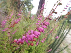 Erica ciliaris