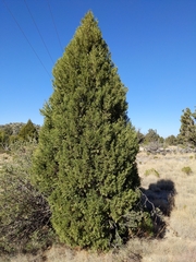Juniperus seravschanica