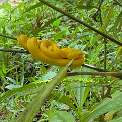 Bothriechis schlegelii