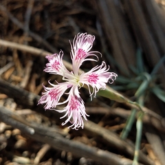 Dianthus crinitus