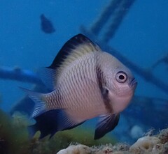 Dascyllus reticulatus