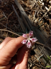 Dianthus crinitus
