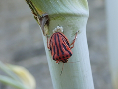 Graphosoma semipunctatum