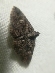 Toxonprucha repentis