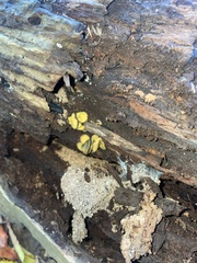 Trichoderma sulphureum