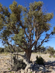 Olea europaea