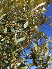 Olea europaea