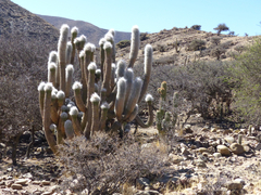Oreocereus celsianus