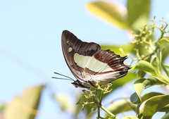 Polyura athamas