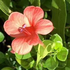 Barleria repens