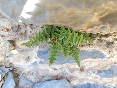 Oeosporangium