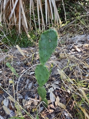 Opuntia mesacantha
