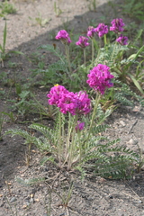 Oxytropis strobilacea