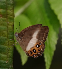 Splendeuptychia aurigera