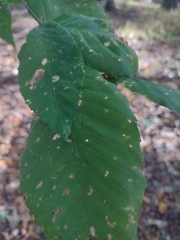 Acalitus ferrugineum