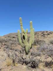 Trichocereus werdermannianus